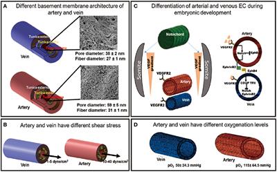 Environmental Specification of Pluripotent Stem Cell Derived Endothelial Cells Toward Arterial and Venous Subtypes